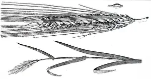 Crops: An engraving depicting a stalk, ear and grain