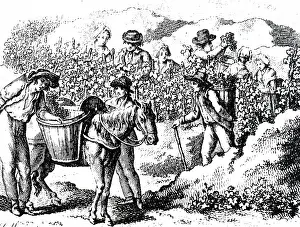 1780: An engraving depicting taking grapes from the
