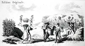 1780: An engraving depicting taking grapes from the