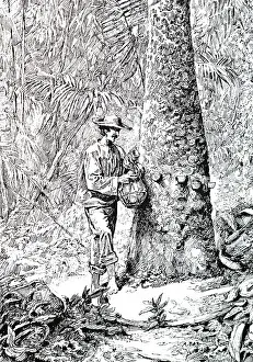 Para: Engraving depicting the tapping of a rubber tree