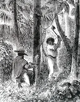 Tapping: An engraving depicting Tapping a rubber tree in