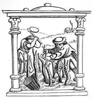 Tending: An engraving depicting the tending of grape vines