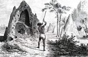 Colonies: An engraving depicting termite mounds