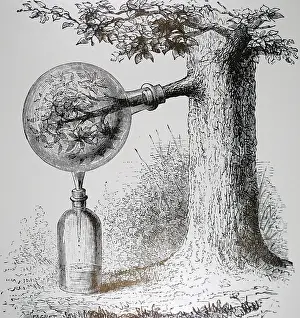 Sealed: An engraving depicting Transpiration of plants