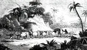 Mahogany: An engraving depicting the transportation of mahogany