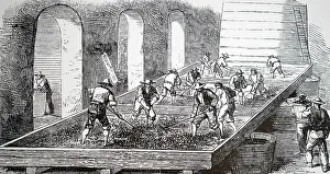 Grapes: An engraving depicting Treading the grapes at