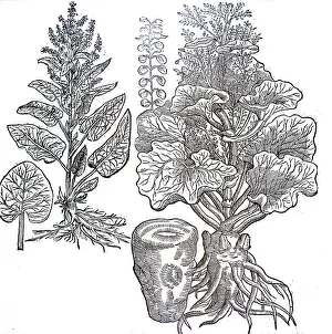 1640: An engraving depicting True Rhubarb