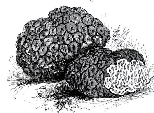 Beechwood: An engraving depicting Truffle (Tuber cibarium)