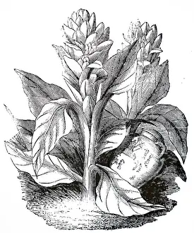 Spice: An engraving depicting TURMERIC
