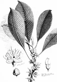 Twig: Engraving depicting a twig of a gutta-percha tree