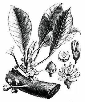 Twig: Engraving depicting a twig of a gutta-percha tree