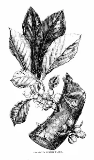 Twig: Engraving depicting a twig of a gutta-percha tree