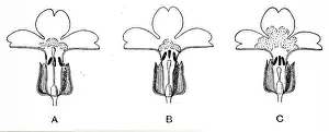 Gregor: An engraving depicting Three types of prEgmula