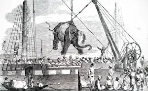 Unloading: Engraving depicting the unloading of elephants