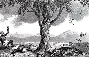 Fatal: An engraving depicting an Upas tree