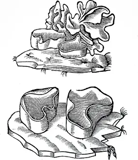 1640: An engraving depicting Various forms of Peziza