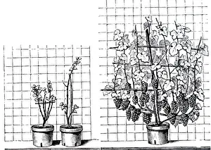 Impoverished: An engraving depicting Vines grown in impoverished soil