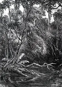 Equatorial: An engraving depicting the Virgin Equatorial forest