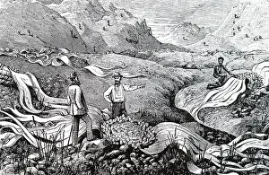 Angola: An engraving depicting of Welsitschia mirabilis