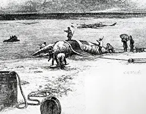 Whaling: An engraving depicting whaling