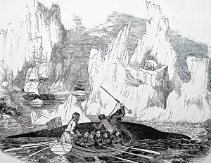 Whale: An engraving depicting whaling