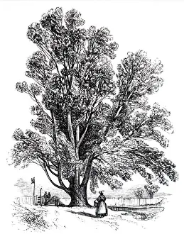 Salix: An engraving depicting a White Willow tree