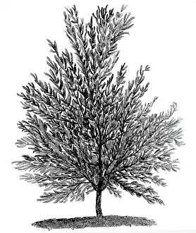 Salix: An engraving depicting a White Willow tree