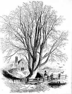 Salix: An engraving depicting a White Willow tree