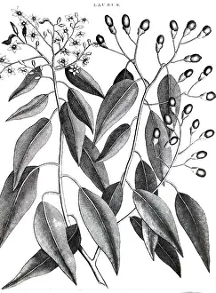 1814: An engraving depicting a Willow-Leaved Bay. North