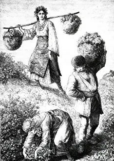 Roumelia: An engraving depicting workers gathering roses