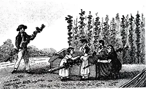 1823: An engraving depicting workers hop picking in Kent. 1823
