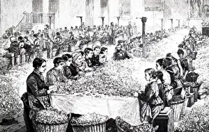 Perfume: An engraving depicting workers sorting roses
