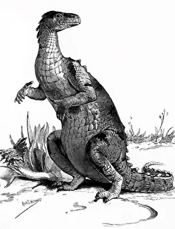 Dinosaurs: ENGRAVING OF DINOSAUR IGUANODON