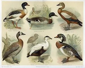 Somateria: Engraving of ducks