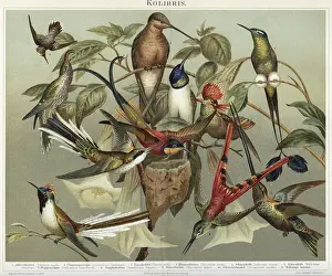 Sappho: Engraving of humming birds