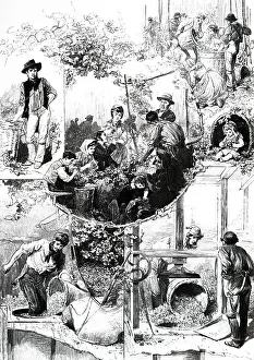Drying: An engraving of Picking hops, (Kent or Surrey)