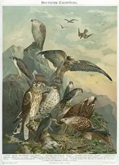 Goshawk: Engraving of Raptors