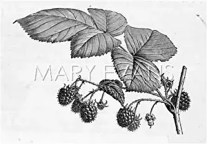 Raspberries: ENGRAVING OF A RASPBERRY