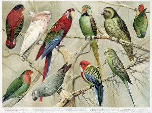 Torquatus: Engraving of various parrots
