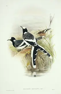 Pied: Enicurus maculatus, spotted forktail