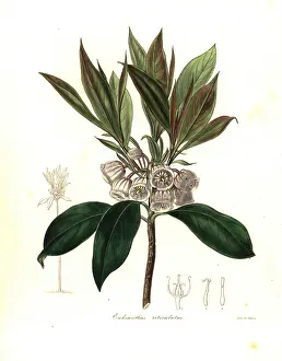 Reticulatus: Enkianthus quinqueflorus