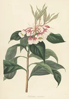 Volume 5: Enkianthus quinqueflorus