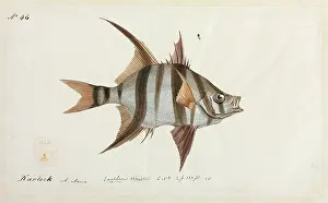 Ray Finned: Enoplosus armatus