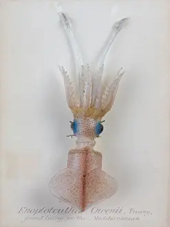 Squid: Enoploteuthis owenii, squid