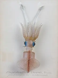 Cephalopoda: Enoploteuthis owenii, squid