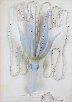 Squid: Enoploteuthis veranii, squid