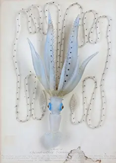 Cephalopoda: Enoploteuthis veranii, squid