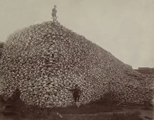 Fertilizer: An enormous pile of buffalo skulls at the