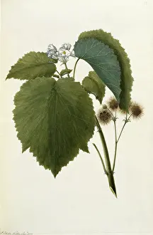 Polydore: Entelea arborescens, whau tree