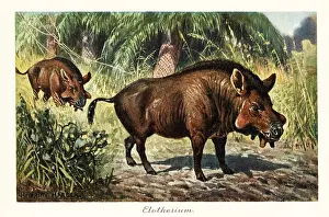 Entelodon: Entelodon, extinct genus of entelodont artiodactyl